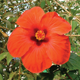 Hibiscus Sinensis variante Rosso Classico Casino