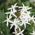 Jasminum variante Azoricum Jasminum variante Azoricum