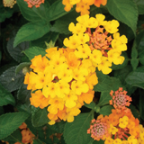 Lantana variante Camara Arancio Compatto