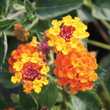 Lantana variante Camara Arancio Gigante