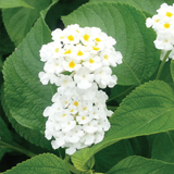 Lantana variante Camara Bianca