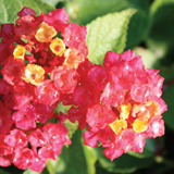 Lantana variante Camara Fucsia