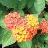 Lantana variante Camara Nana Arancio