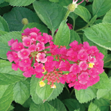 Lantana variante Camara Nana Fucsia