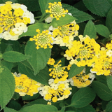 Lantana variante Camara Nana Gialla