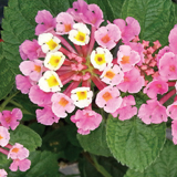 Lantana variante Camara Nana Rosa