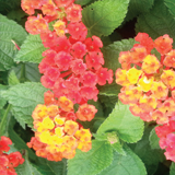 Lantana variante Camara Nana Rossa