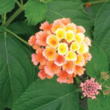 Lantana variante Camara rosa