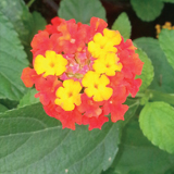 Lantana variante Camara Rossa