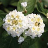 Lantana variante Sellowiana bianca