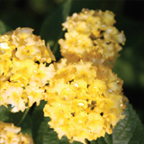 Lantana variante Sellowiana gialla