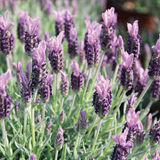 Lavanda variante Stoechas Blu