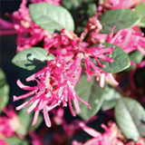 Loropetalum variante Black Pearl