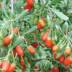 Lycium variante Barbarum (goji) Lycium variante Barbarum (goji)