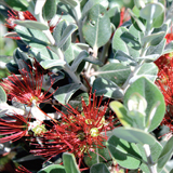 Metrosideros variante Excelsa