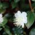 Myrtus variante Luma