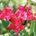 Nerium oleander variante Nano Rosso