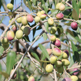 Olea variante Europea Cipressino