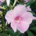 Pandorea variante Jasminoides Pandorea variante Jasminoides
