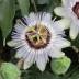Passiflora variante Caerulea Passiflora variante Caerulea