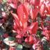 Photinia variante X fraseri nana Photinia variante X fraseri nana
