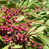 Pistacia variante Lentisto