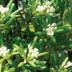 Pittosporum variante Tobira Pittosporum variante Tobira