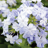 Plumbago variante Capensis