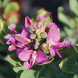 polygala variante Myrtifolia