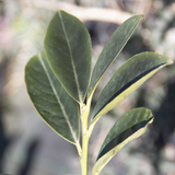 Prunus variante Laurocerasus