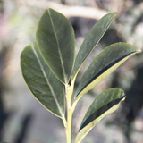 Prunus variante Laurocerasus Prunus variante Laurocerasus