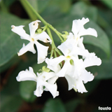 Rhyncospermum variante Jasminoides