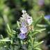 Rosmarinus Officinalis variante Eretto Rosmarinus Officinalis variante Eretto