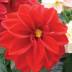 Royal Dahlietta variante Select Anna Royal Dahlietta variante Select Anna