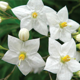 Solanum variante Jasminoides