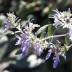 Teucrium variante Fruticans azureum Teucrium variante Fruticans azureum