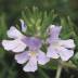 Westringia variante Blu Westringia variante Blu